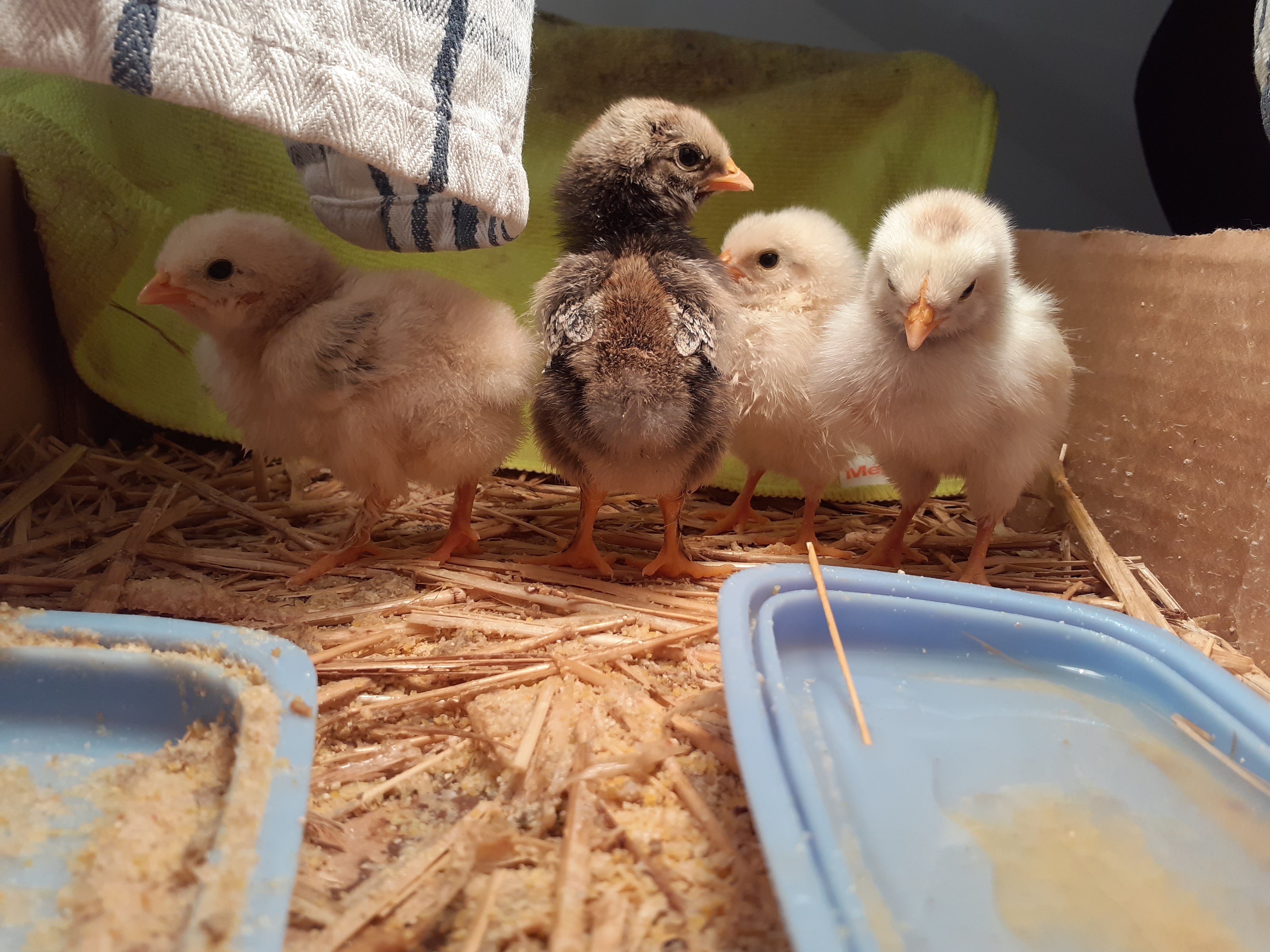 L'hort d'en Pau Pollets L'hort d'en Pau Pollets