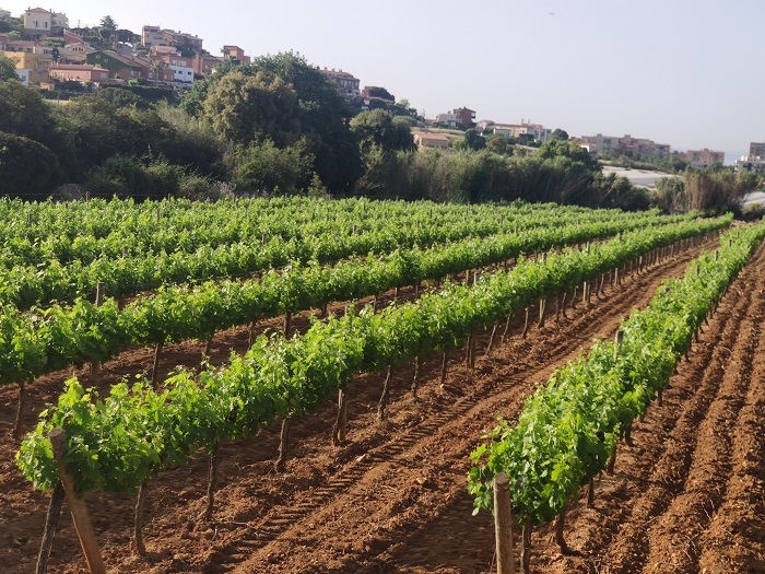 Ajuts agroambientals Ajuts agroambientals