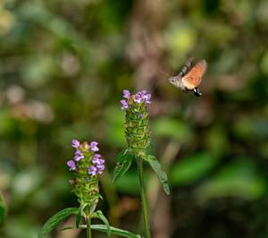 3r premi: Bufaforats, de Belén Martínez Català