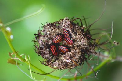 Premi del públic: Microcosmos rayados, de Vanessa Ramírez