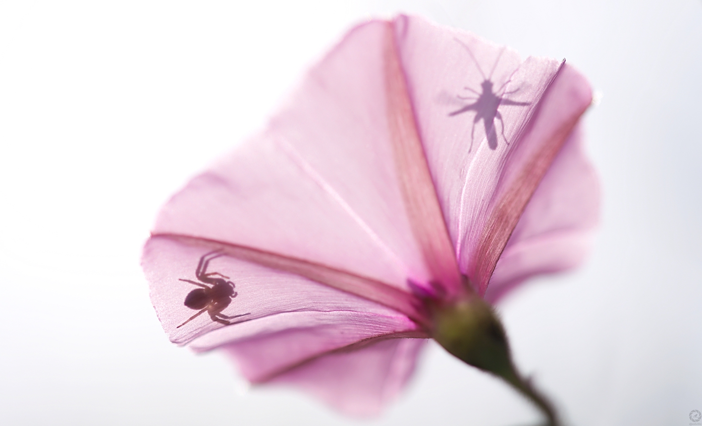 1r Premi. Ombres xineses. Eduard Villar Lleonart 1r Premi. Ombres xineses. Eduard Villar Lleonart