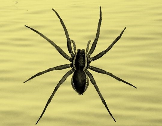 Foto "Caminar sobre l'aigua" Foto "Caminar sobre l'aigua"