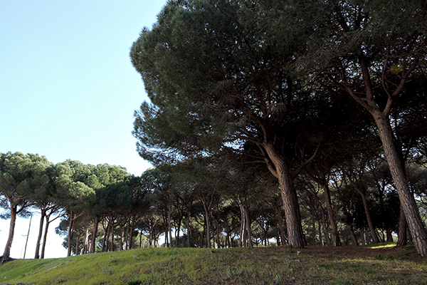El Bosquet