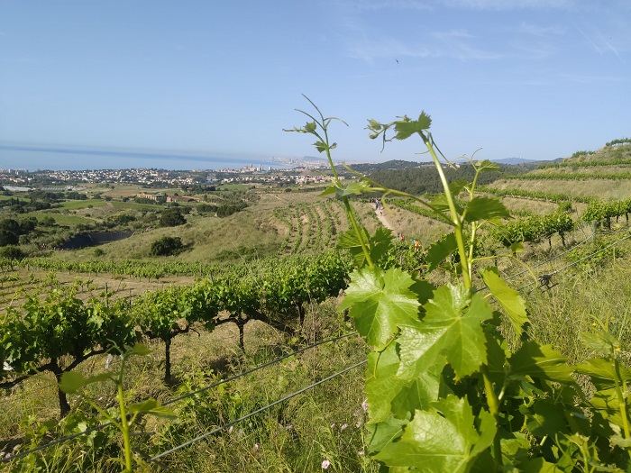 Ajuts agroambientals Ajuts agroambientals