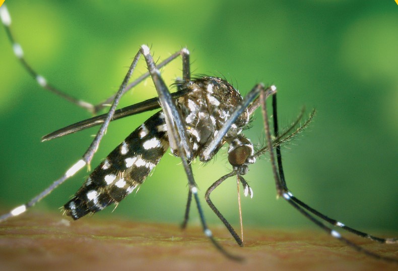 Mosquit tigre Mosquit tigre