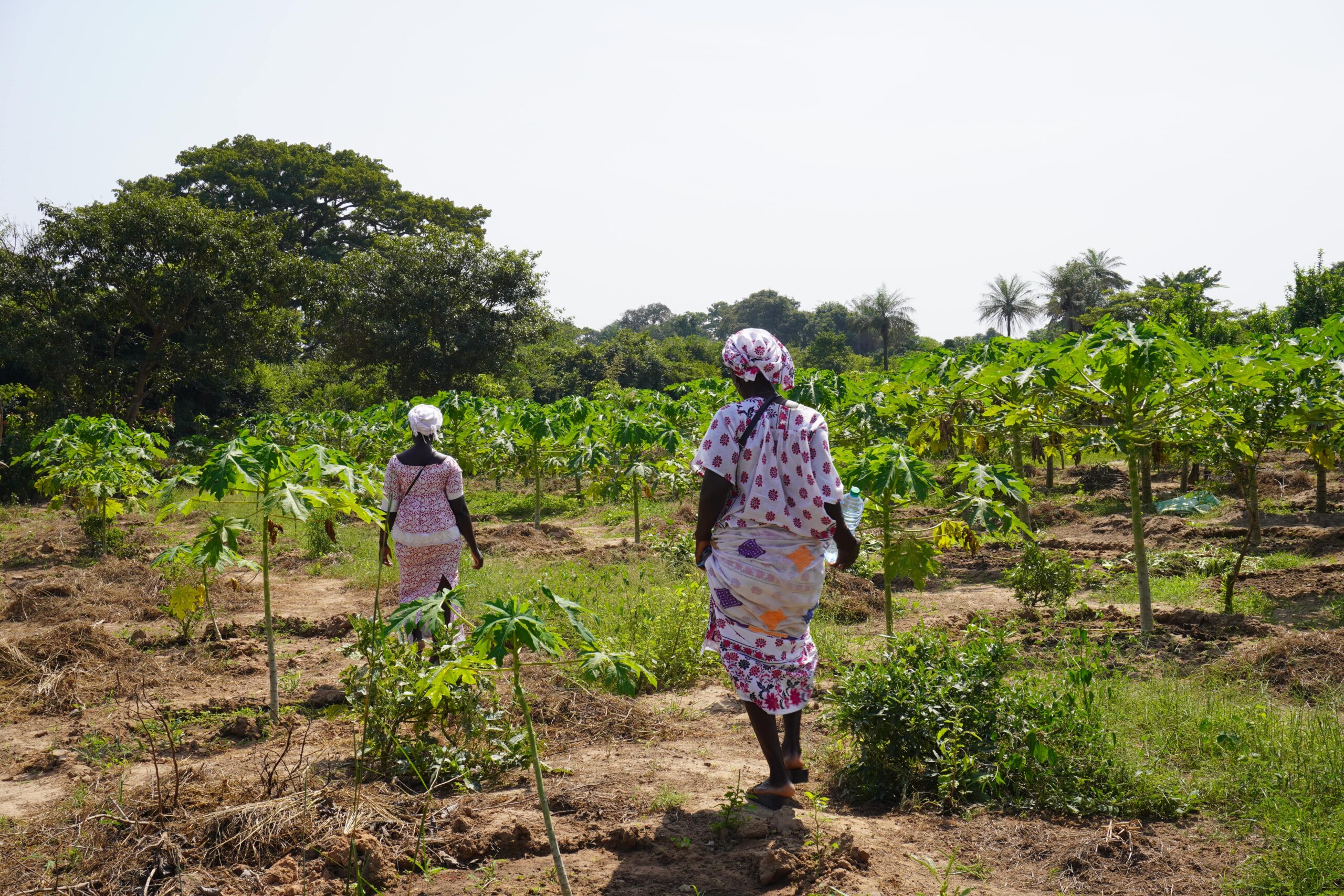 Projecte perimetre agrari per a dones a Casamance Projecte perimetre agrari per a dones a Casamance