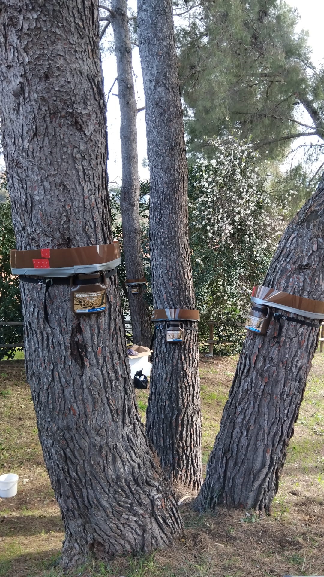 Anelles processionària Anelles processionària